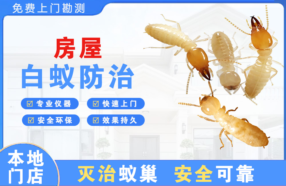 永春房屋白蚁防治